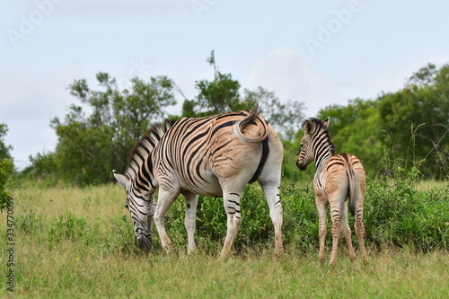 zebra with its young calf iSimangaliso wetland park in South Africa