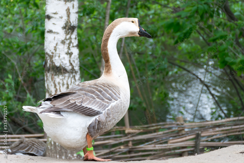 Goose at ease strolling along the banks of the river Goose at ease strolling along the banks of the river