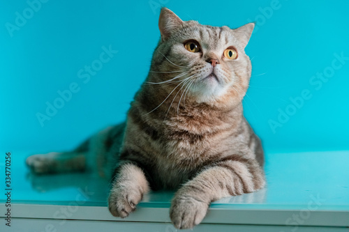 scotish cat on a blue background