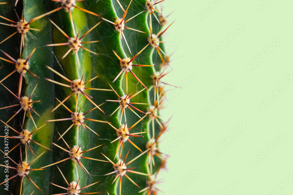Cactus with sharp thorns close up on light green background Cactus with sharp thorns close up on light green background
