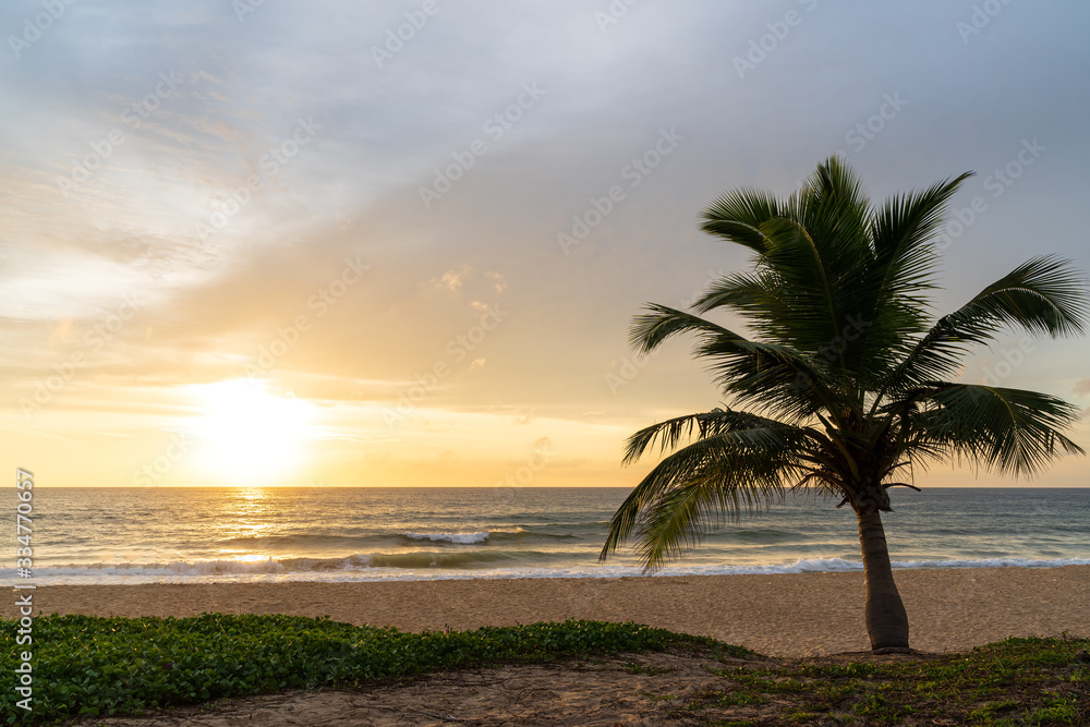 Coconut trees on a beautiful beach in the evening before the sunset. Coconut trees on a beautiful beach in the evening before the sunset.