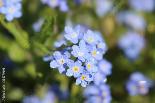 forget-me-now