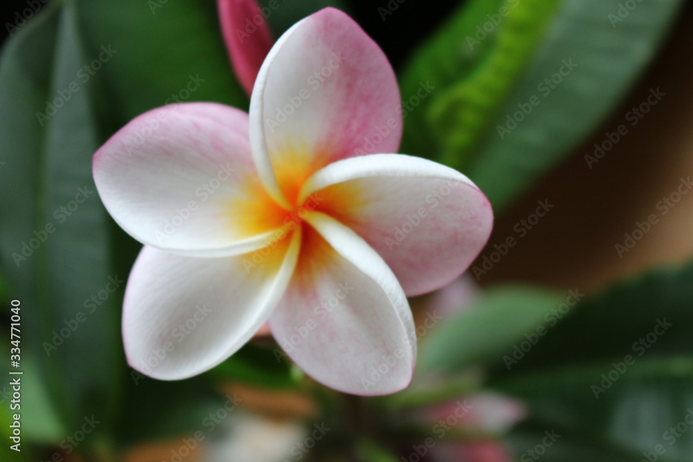 frangipani frangipani