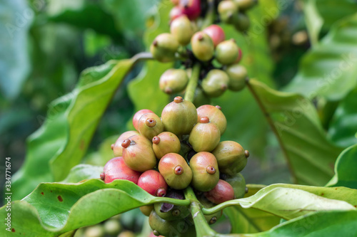 Raw coffee beans on the coffee trees in the coffee plantation. Close-up photo.