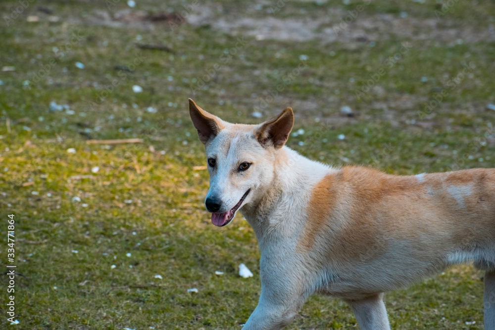 Indian brown and yellow dog portrait with selective focus in daylight outdoor
