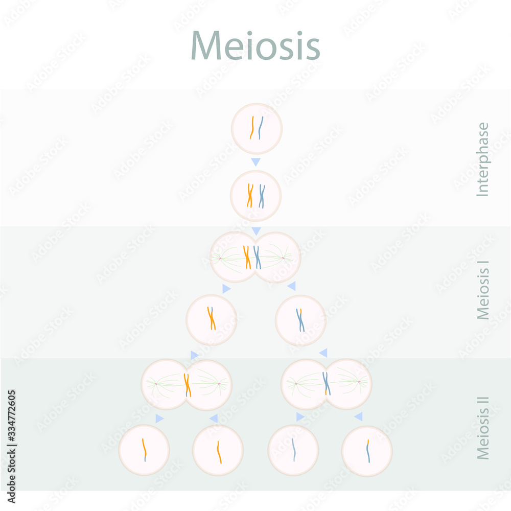 Meiosos scheme cell cycle division. Object isolated for education, for medical art object stock vector illustration Meiosos scheme cell cycle division. Object isolated for education, for medical art object stock vector illustration