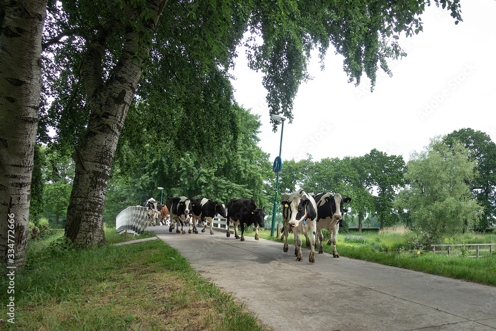 A herd of black and white cows crossing a bridge on the way to a fresh meadow A herd of black and white cows crossing a bridge on the way to a fresh meadow