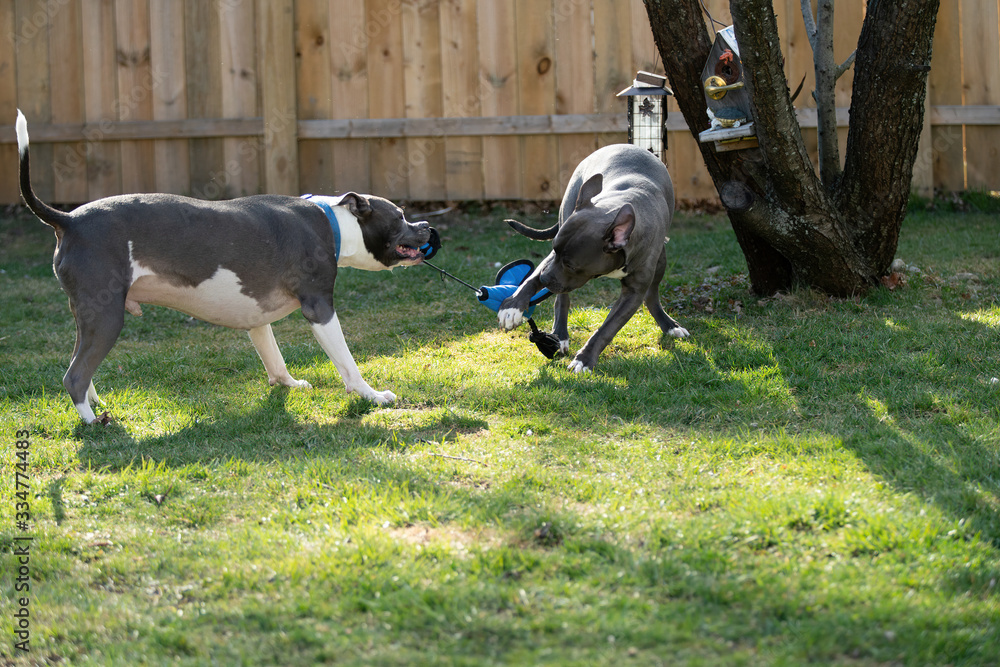 puppy playing in backyard with her favorite toy puppy playing in backyard with her favorite toy