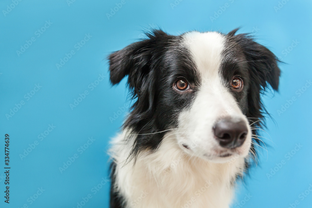 Funny studio portrait of cute smilling puppy dog border collie isolated on blue background. New lovely member of family little dog gazing and waiting for reward. Pet care and animals concept