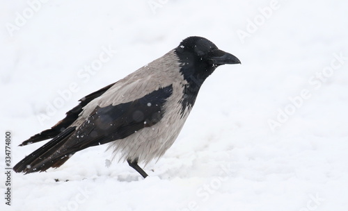 Grey crow in snow, hooded crow, Corvus cornix