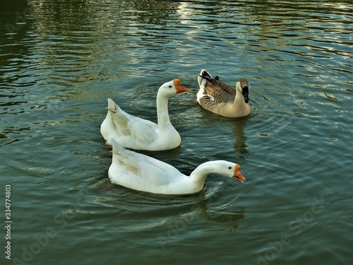 Swans on the lake