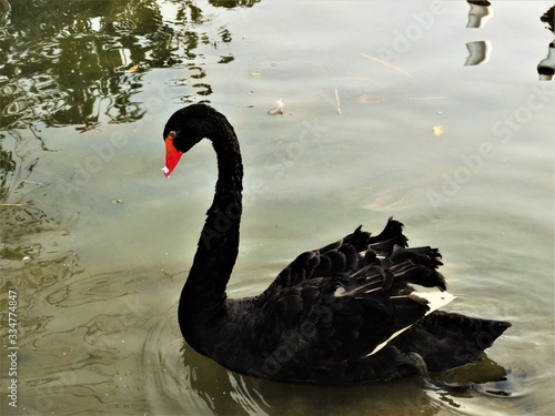Black Swan