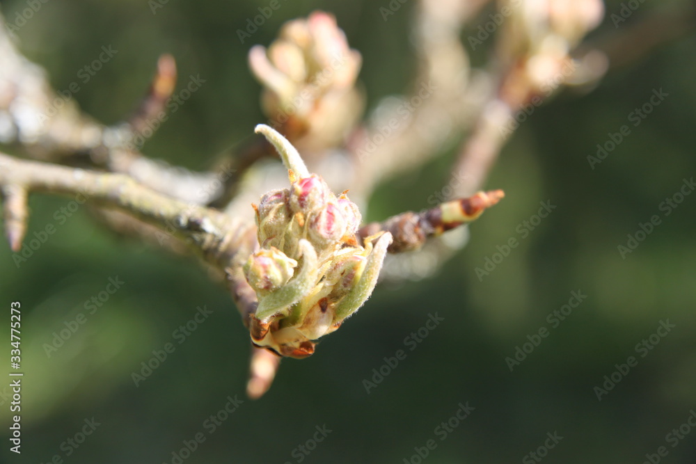 White fresh pear tree bud fertile blossom White fresh pear tree bud fertile blossom