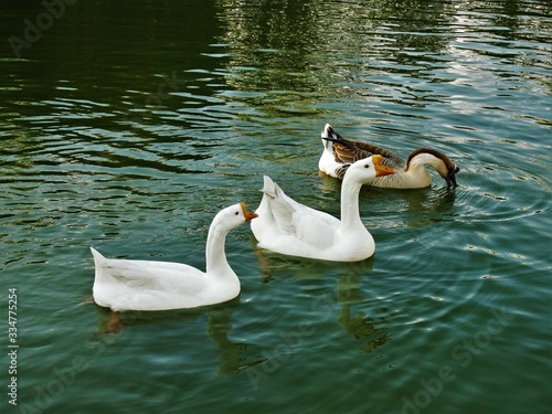 Swans on the lake