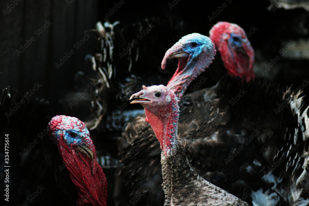 Portrait of a turkey. Domestic bird. Farm