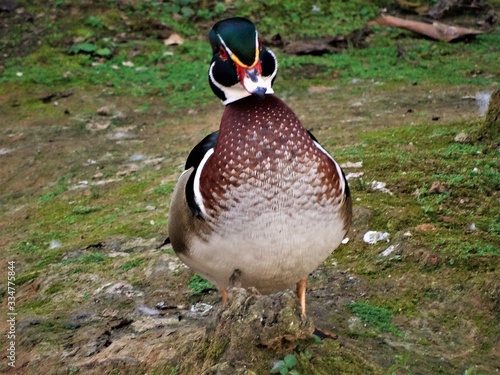 duck in zoo