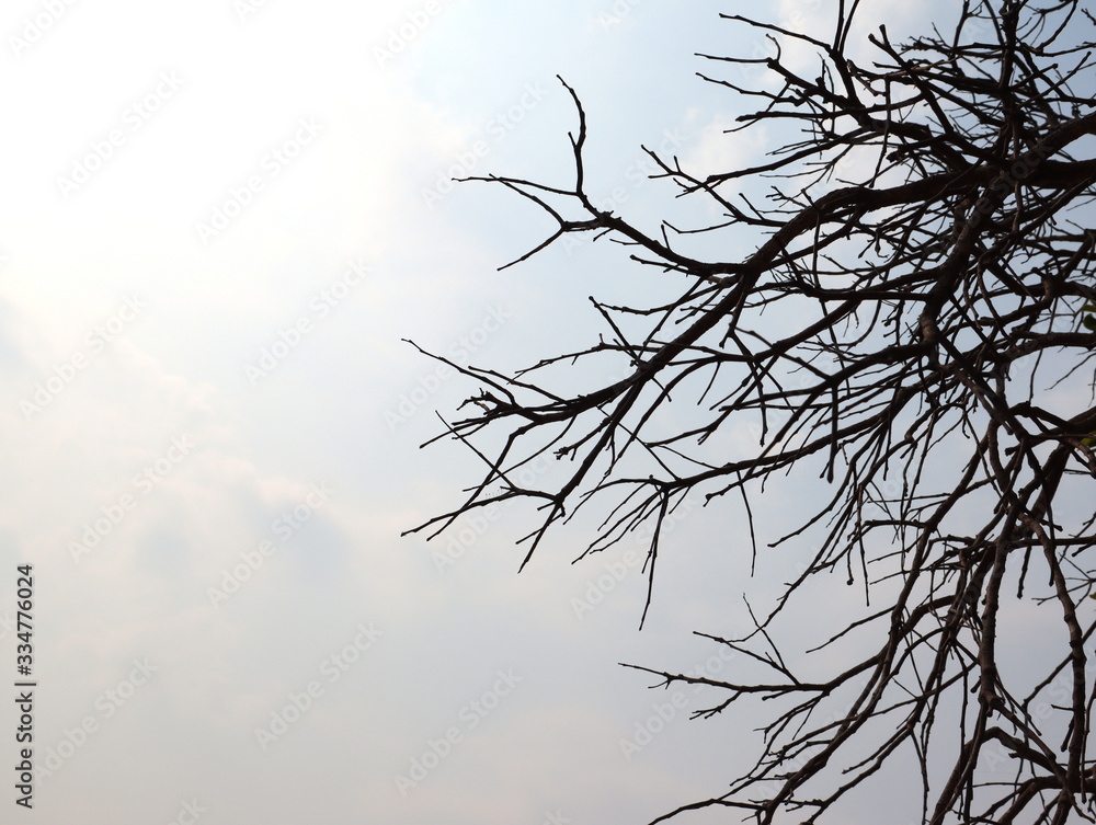 Obraz premium Silhouette branching tree on sky background.