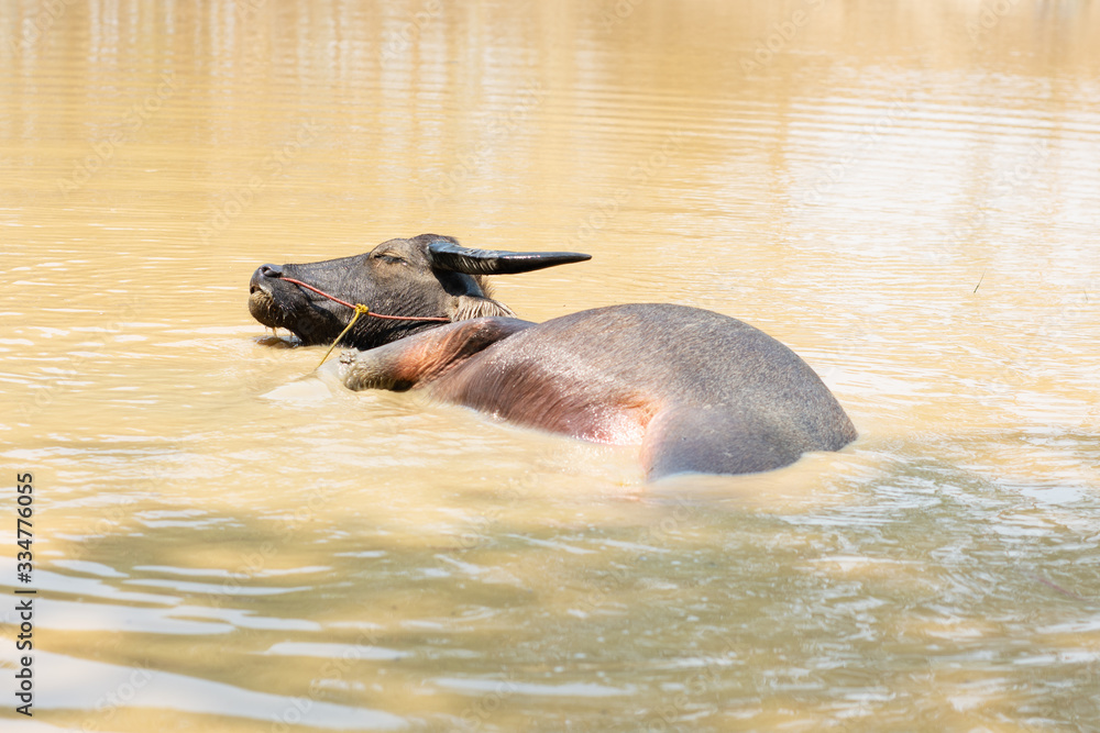 Fototapeta premium Black buffalo in the swamp