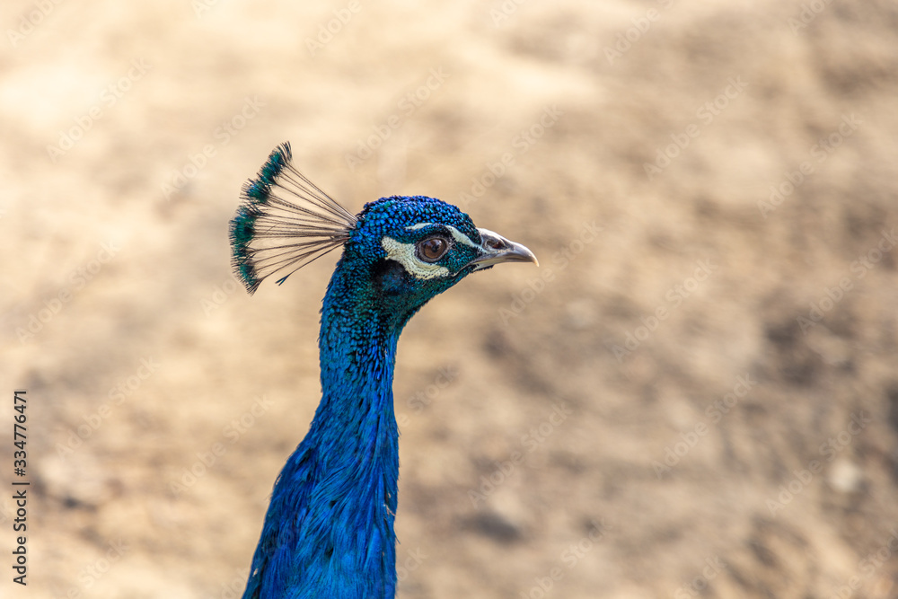 Peacock on the territory of Amirkhan summer palace. Uzbekistan Peacock on the territory of Amirkhan summer palace. Uzbekistan