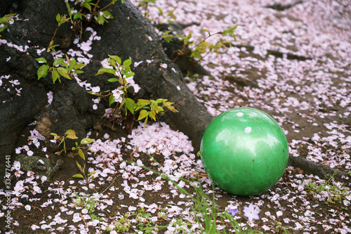 雨の桜と忘れられたボール