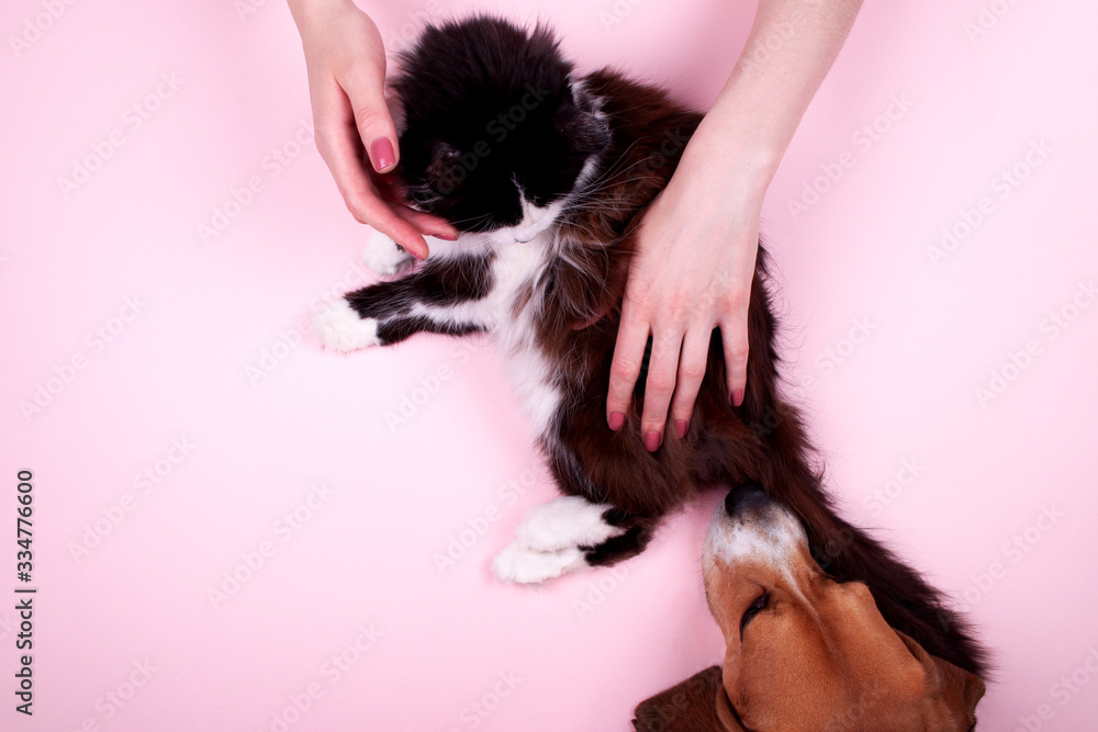 Woman hands with manicurehold black-white cat. Tricolour beagle looking at kitty. Woman hands with manicurehold black-white cat. Tricolour beagle looking at kitty.