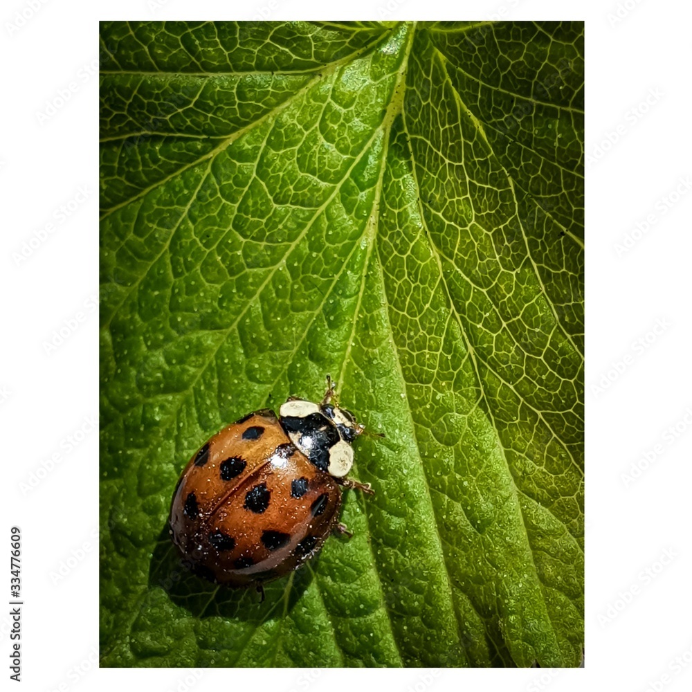 Obraz premium ladybug on green leaf