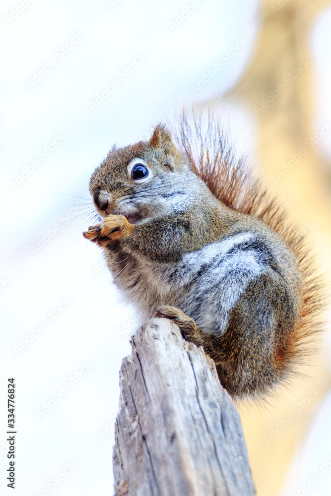 Obraz premium The Squirrel