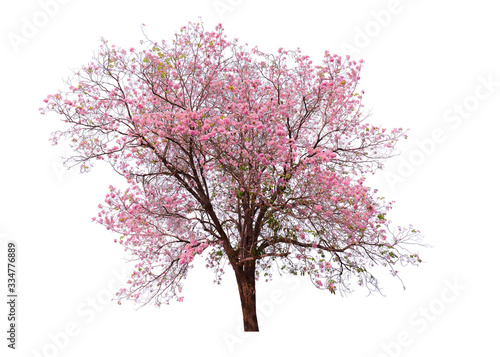 Pink flower sour cherry tree isolated on white background. This has clipping path.