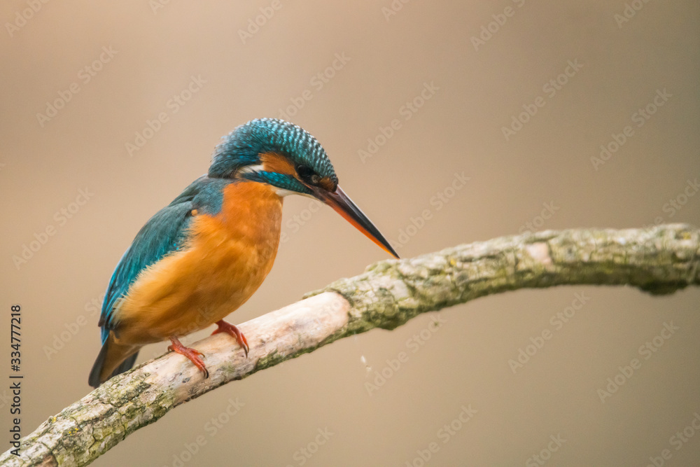 Obraz premium Common Kingfisher (Alcedo atthis)