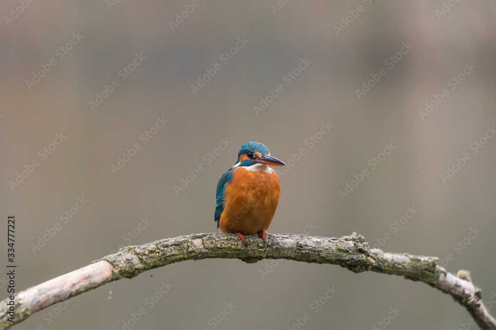 Common Kingfisher (Alcedo atthis) Common Kingfisher (Alcedo atthis)