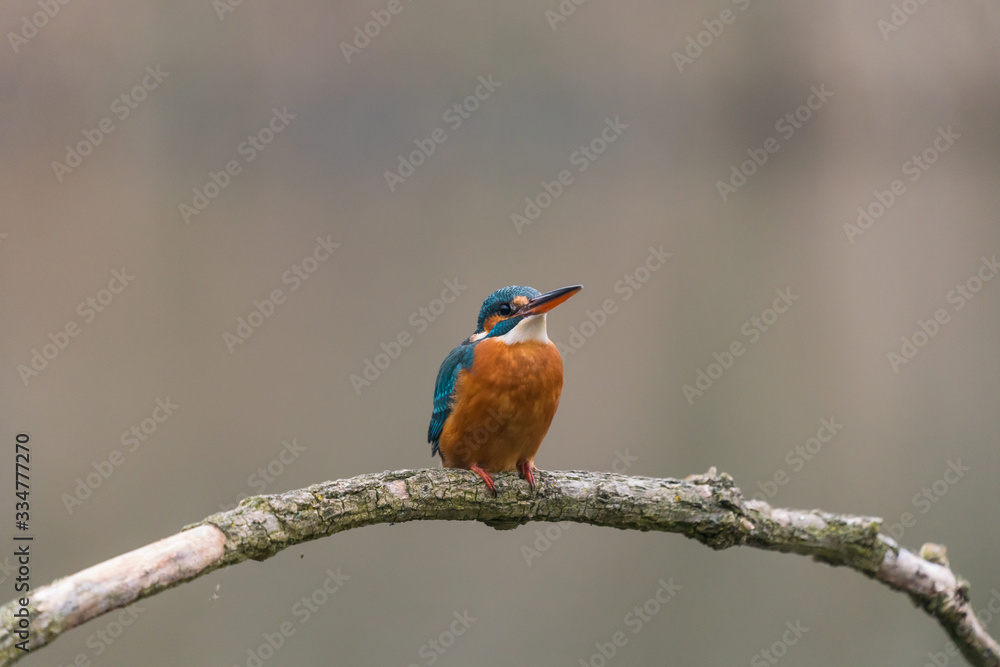 Common Kingfisher (Alcedo atthis) Common Kingfisher (Alcedo atthis)