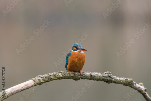 Common Kingfisher (Alcedo atthis)