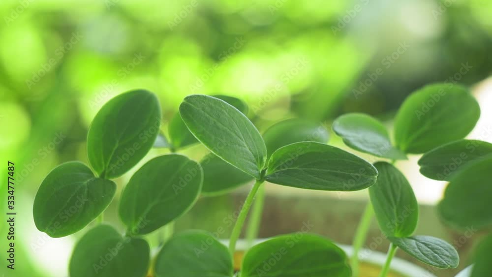 plant cucumber sprouts. Seedlings in the greenhouse. Growing of vegetables in greenhouses plant cucumber sprouts. Seedlings in the greenhouse. Growing of vegetables in greenhouses