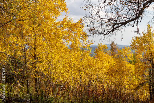 yellow tree in autumn