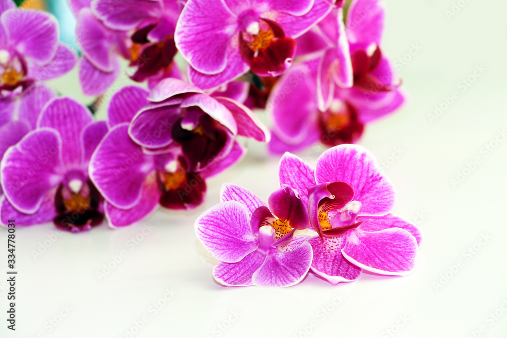 Purple orchid flowers on a white background. Purple orchid flowers on a white background.