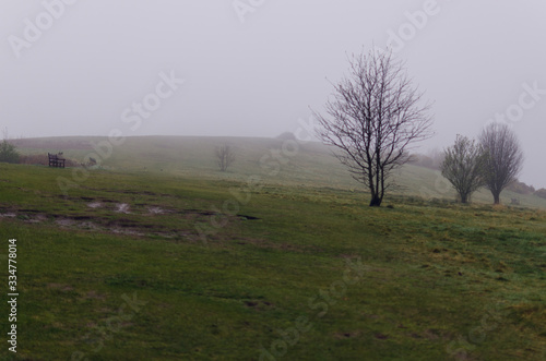Tree in a fogy field