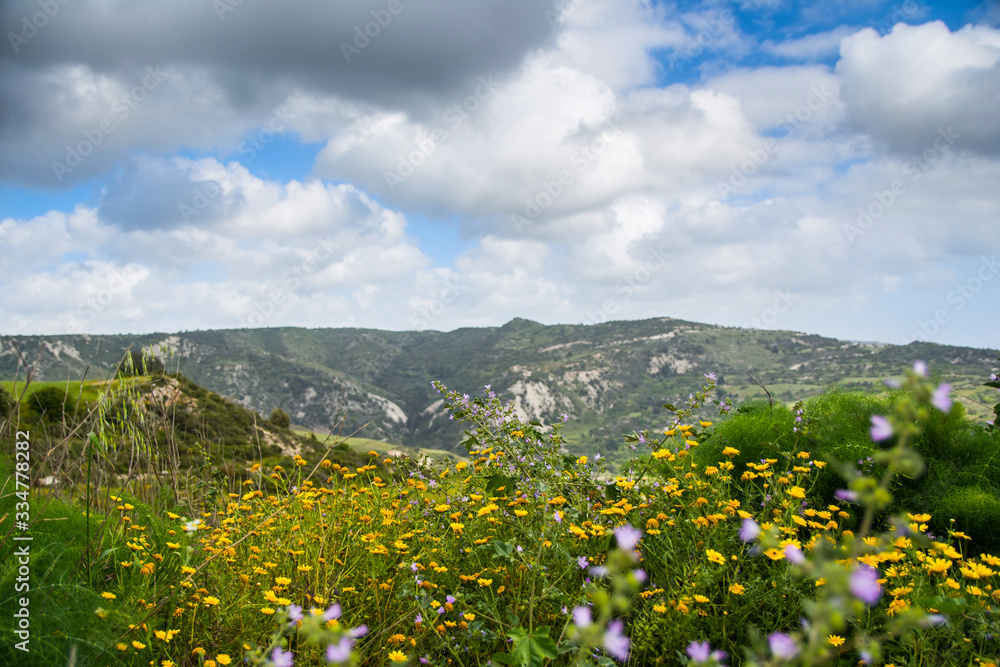 A bunch of yellow chamomiles over a background of beautiful calming Cyprus valley and mountains. Dramatic cloudy sky above the valley.