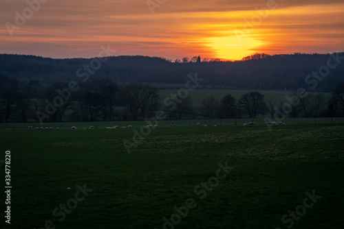 Sunset over green fields with sheep