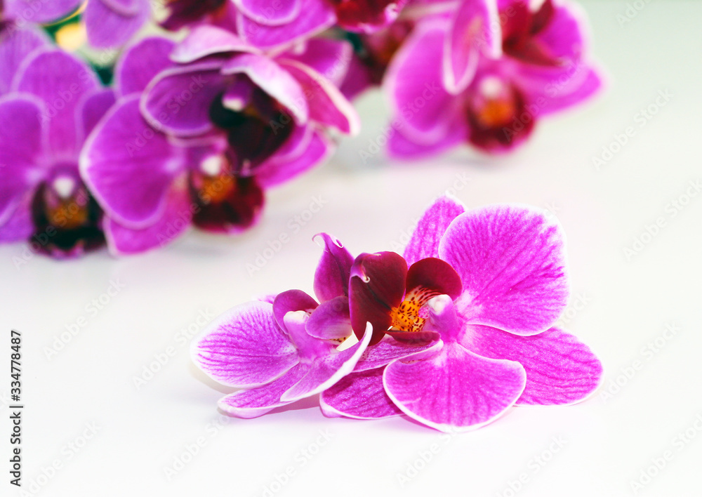 Purple orchid flowers on a white background. Purple orchid flowers on a white background.