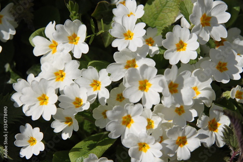 Spring white pure primerose primula wild flowers