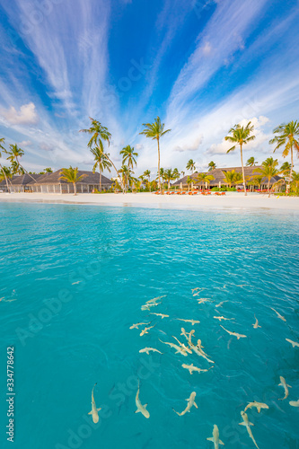 Baby reef sharks close to tropical island beach  coastline of Maldives with palm trees and white sand  luxury resort hotel background. Amazing travel destination concept  summer vacation landscape