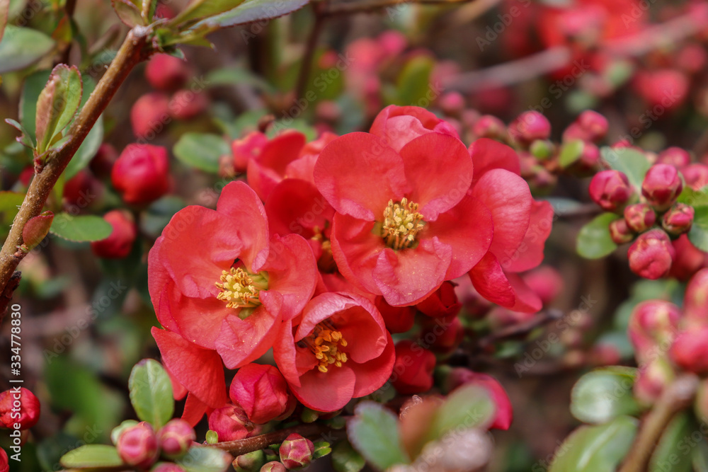 Red flowers on a bush Red flowers on a bush