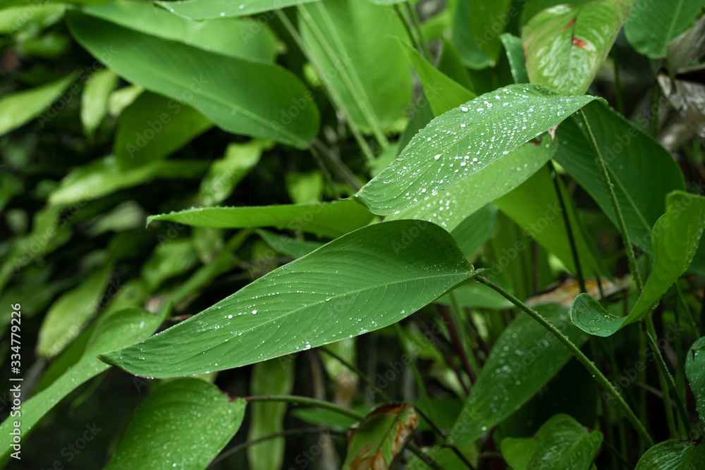 Raindrops on a green leaf. Natural hydration of plants. Raindrops on a green leaf. Natural hydration of plants.