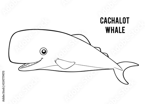 Coloring book, Cachalot whale