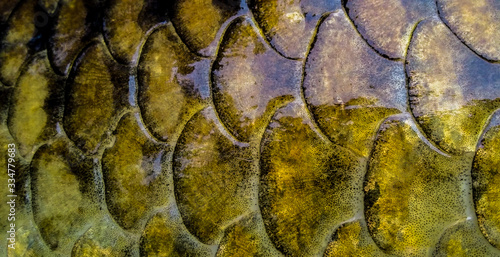 Close up shot of a european common carp scales showing the fine detail