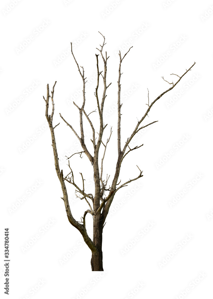 Dead tree isolated on white background. This has clipping path. Dead tree isolated on white background. This has clipping path.