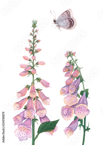 Fotografie Watercolor Foxglove, Bouquet of  Flowers, Watercolor Butterfly, Home Decor, Wate