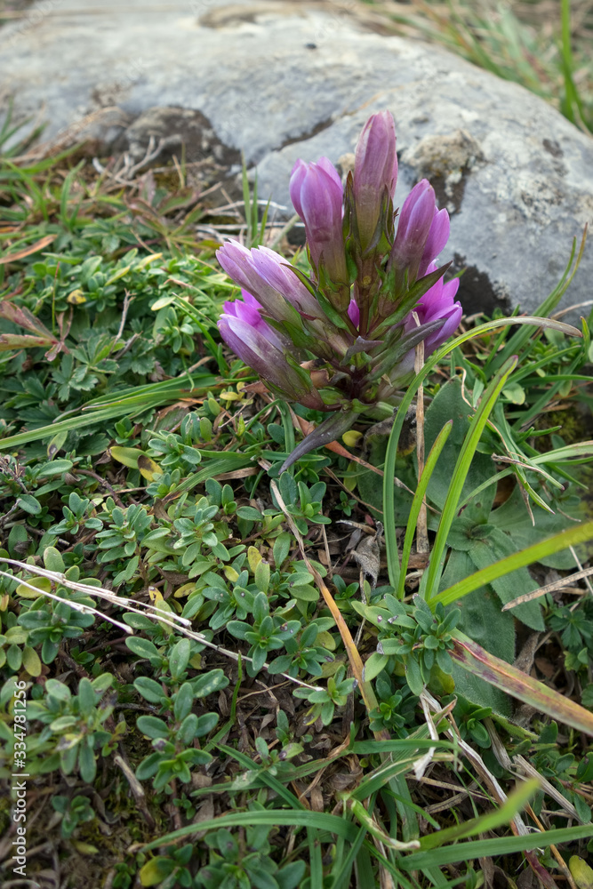 German Gentian (Gentianella germanica) flower growing on Monte Poieto in Italy German Gentian (Gentianella germanica) flower growing on Monte Poieto in Italy