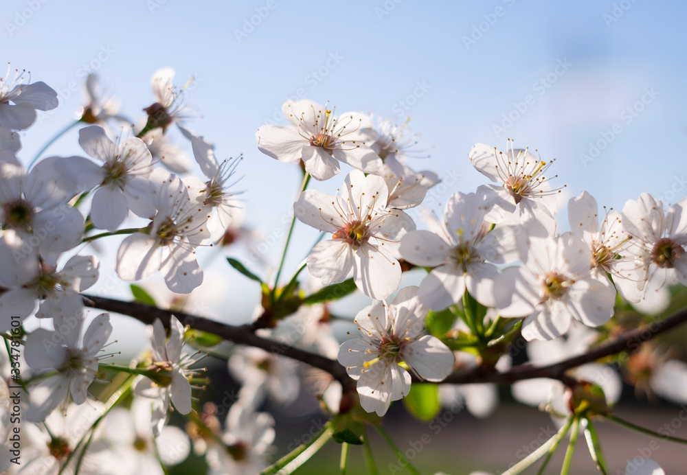 Cherry blossoms are blooming. Cherry blossoms are the symbol of spring in Japan. Spring in Japan is known for the blooming of cherry blossoms.