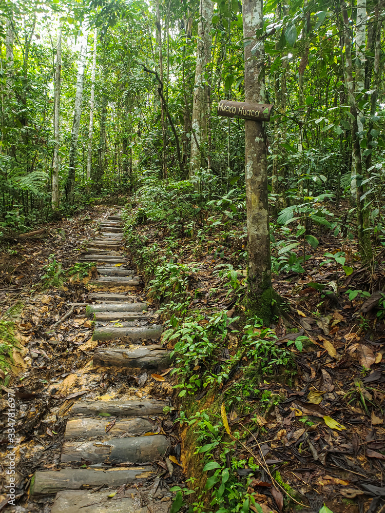 Fototapeta premium Sendero del Fin del Mundo - Putumayo 